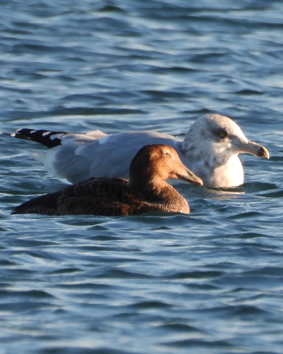 Common Eider - ML644926285