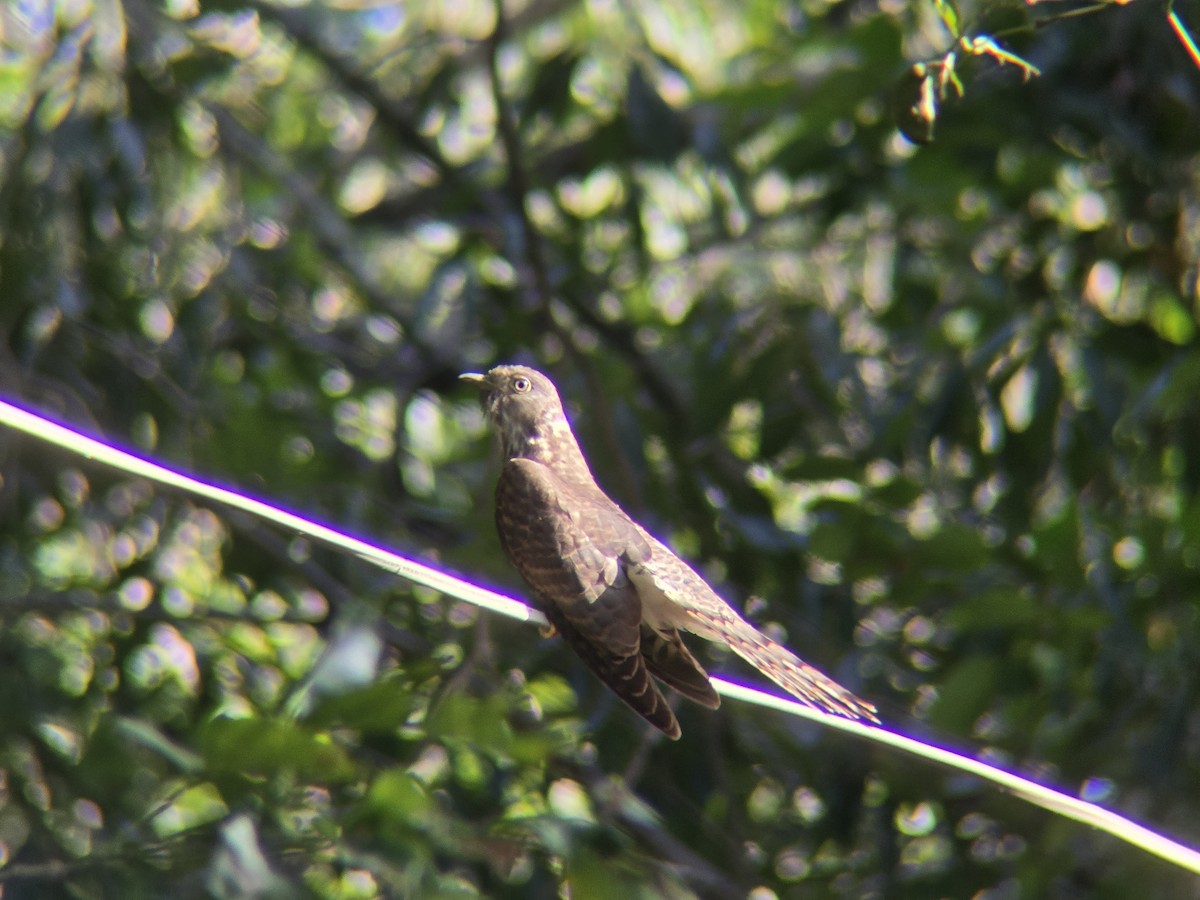 Common Hawk-Cuckoo - ML644926318