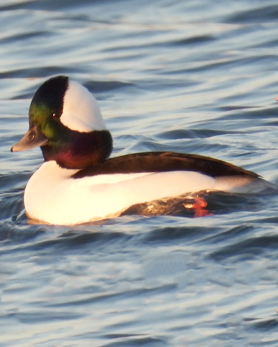 Гоголь-головастик - ML644926332