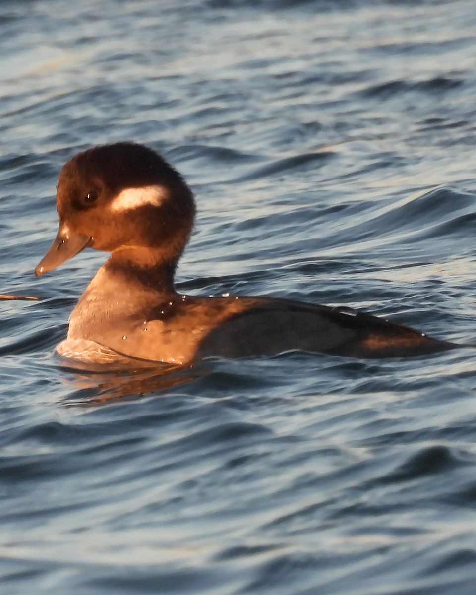 Гоголь-головастик - ML644926333