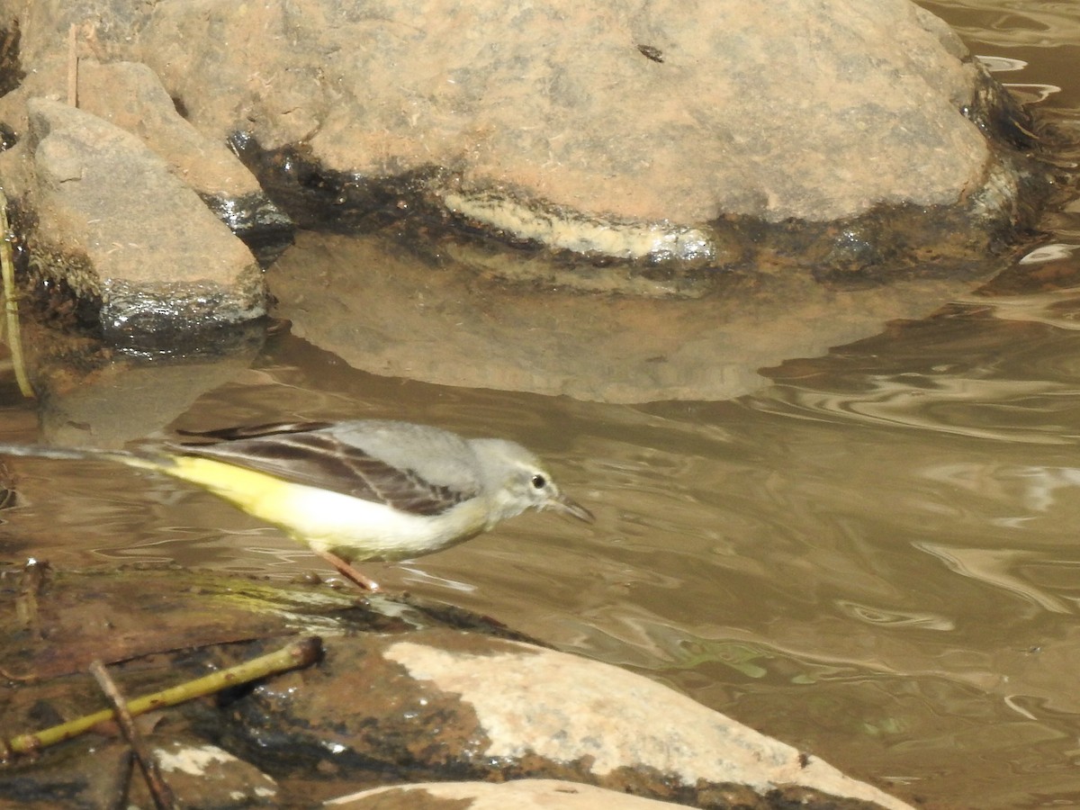 Горная трясогузка - ML644926343