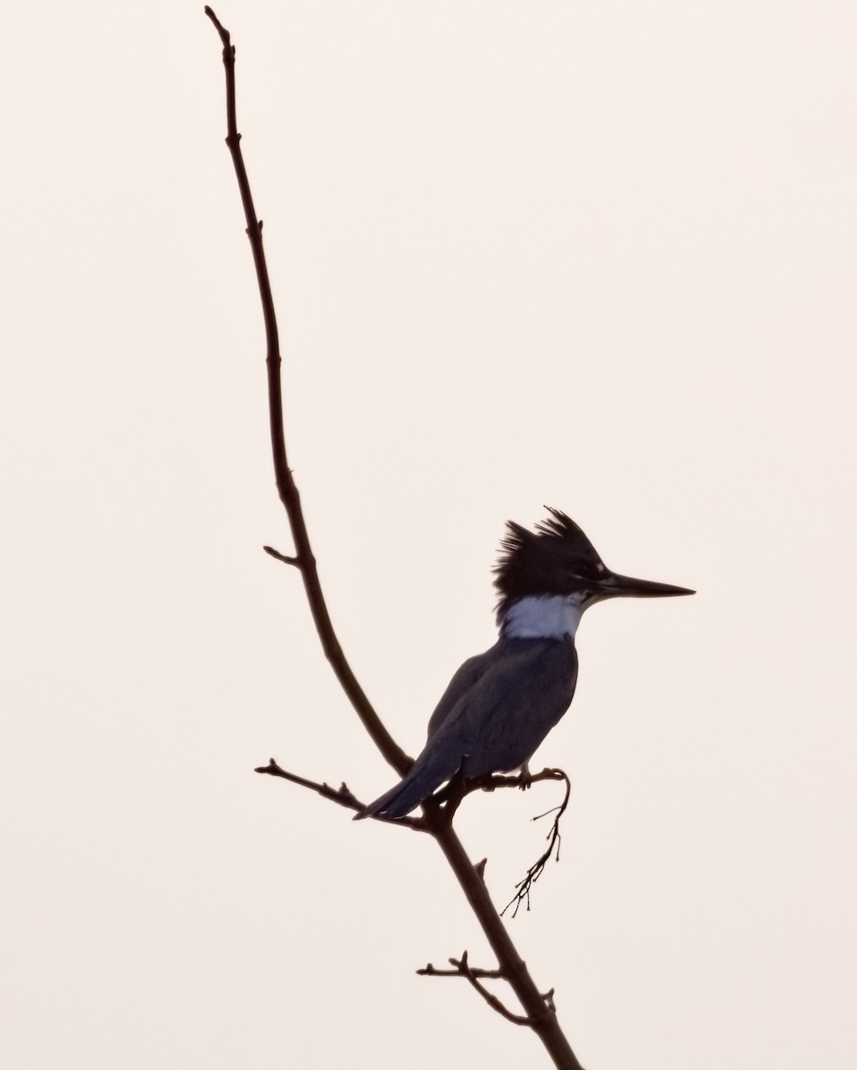 Belted Kingfisher - ML644926346