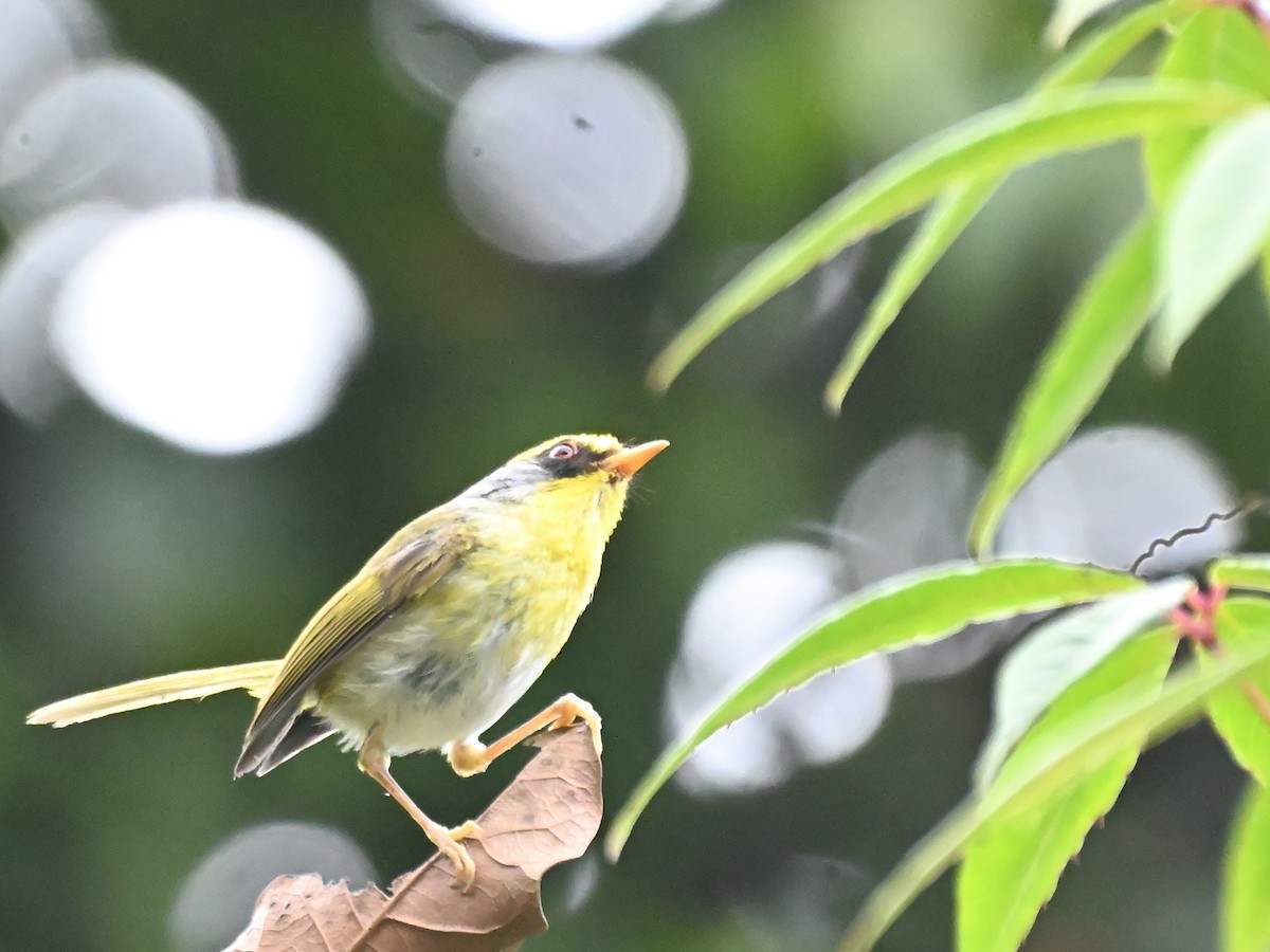 Black-faced Warbler - ML644926357