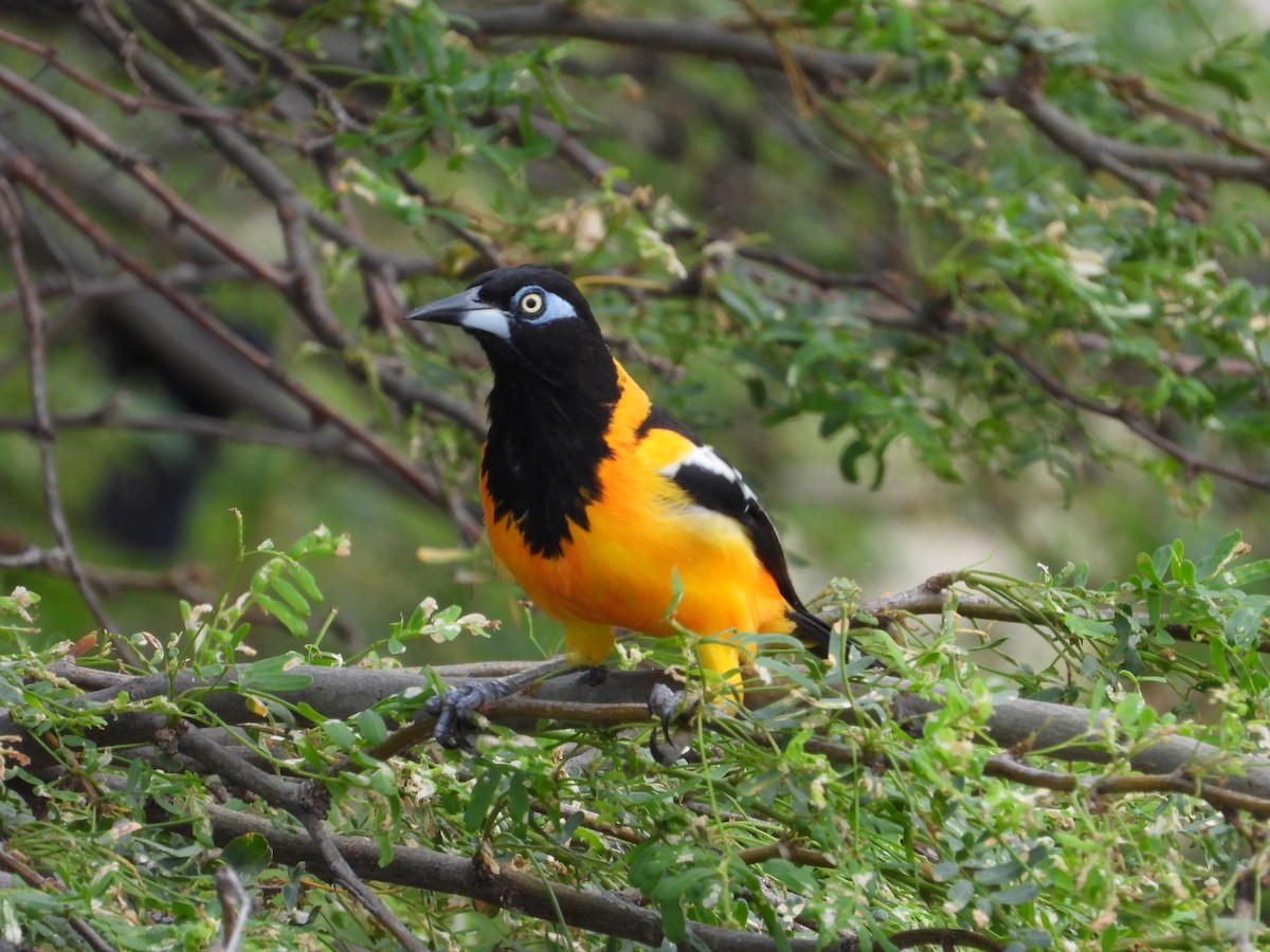 brilletrupial - ML644926358