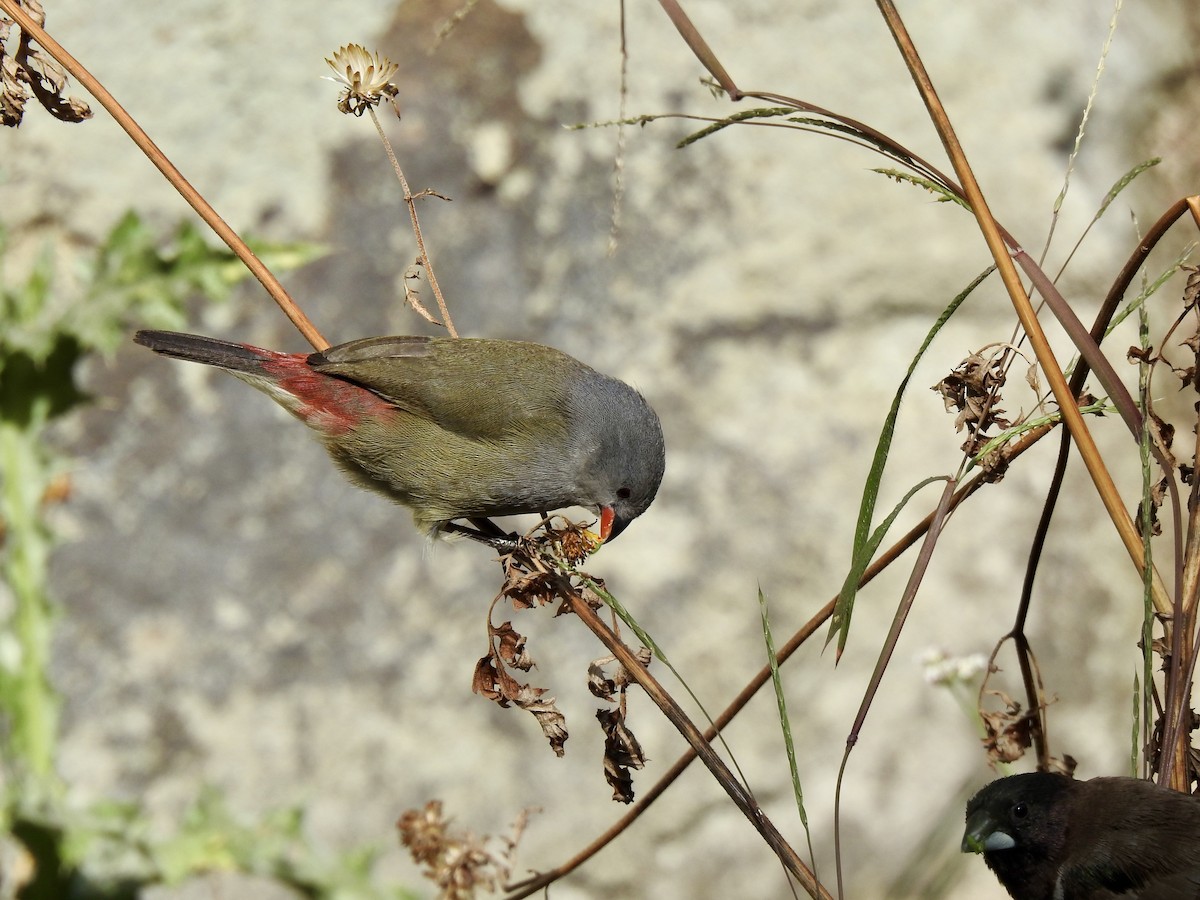 Желтобрюхий астрильд - ML644926374