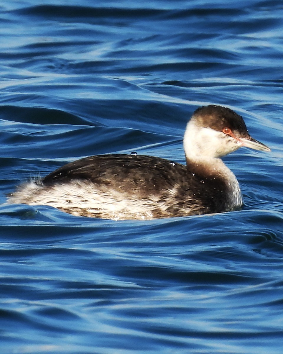 ミミカイツブリ - ML644926379