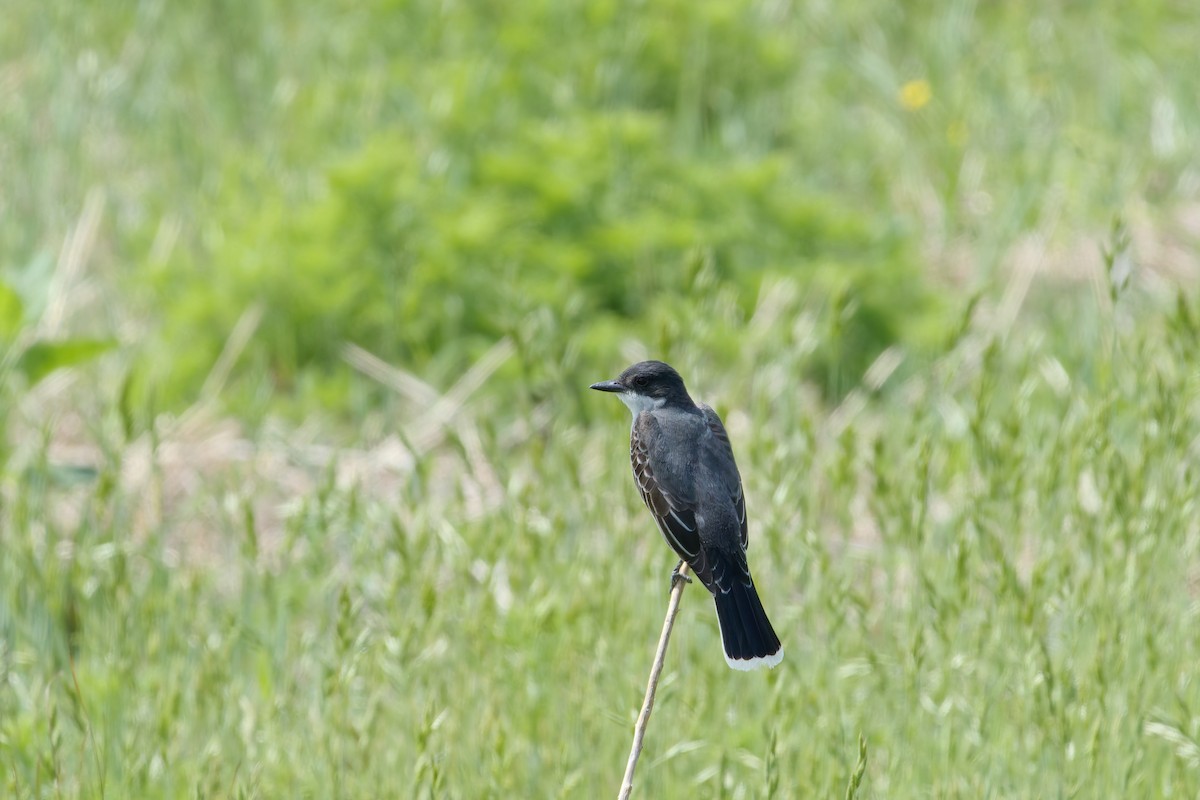 Tirano Oriental - ML644926411