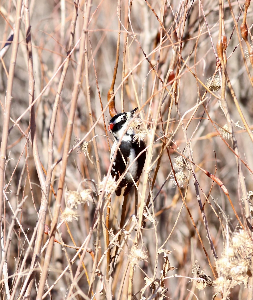 Downy Woodpecker - ML644926426