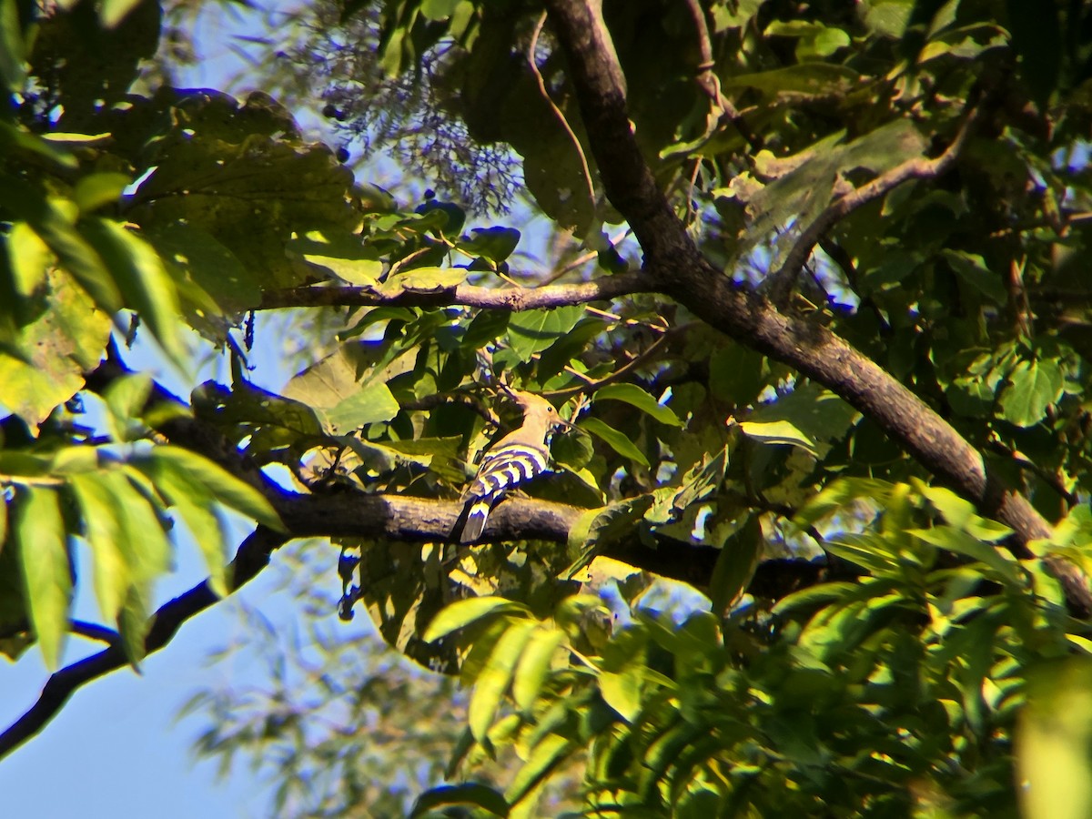 Common Hoopoe - ML644926430
