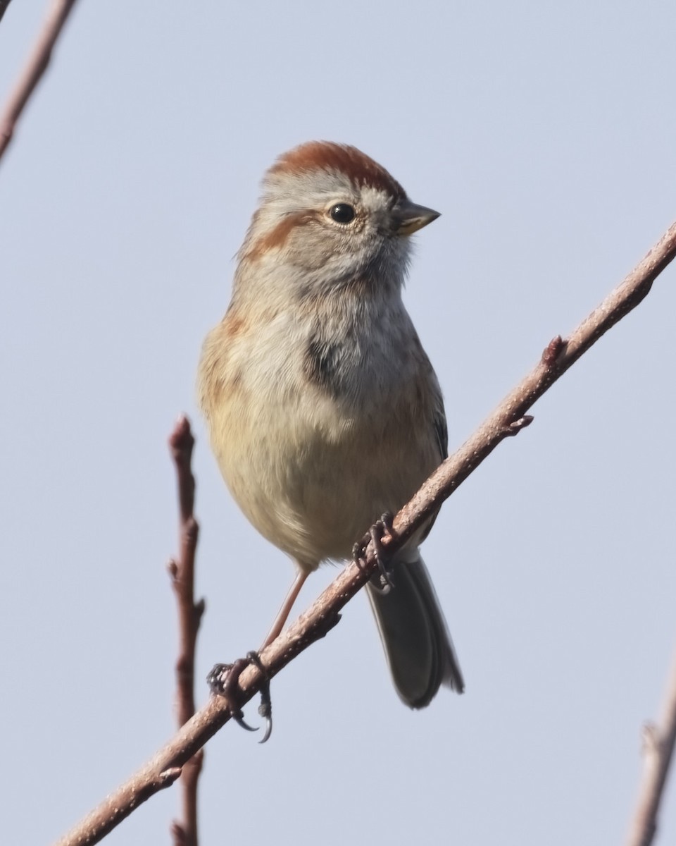 American Tree Sparrow - ML644926433