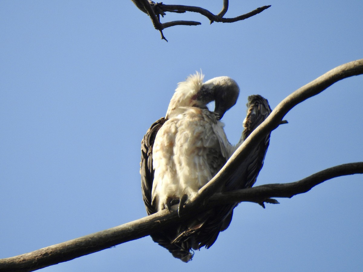 Африканский сип - ML644926443