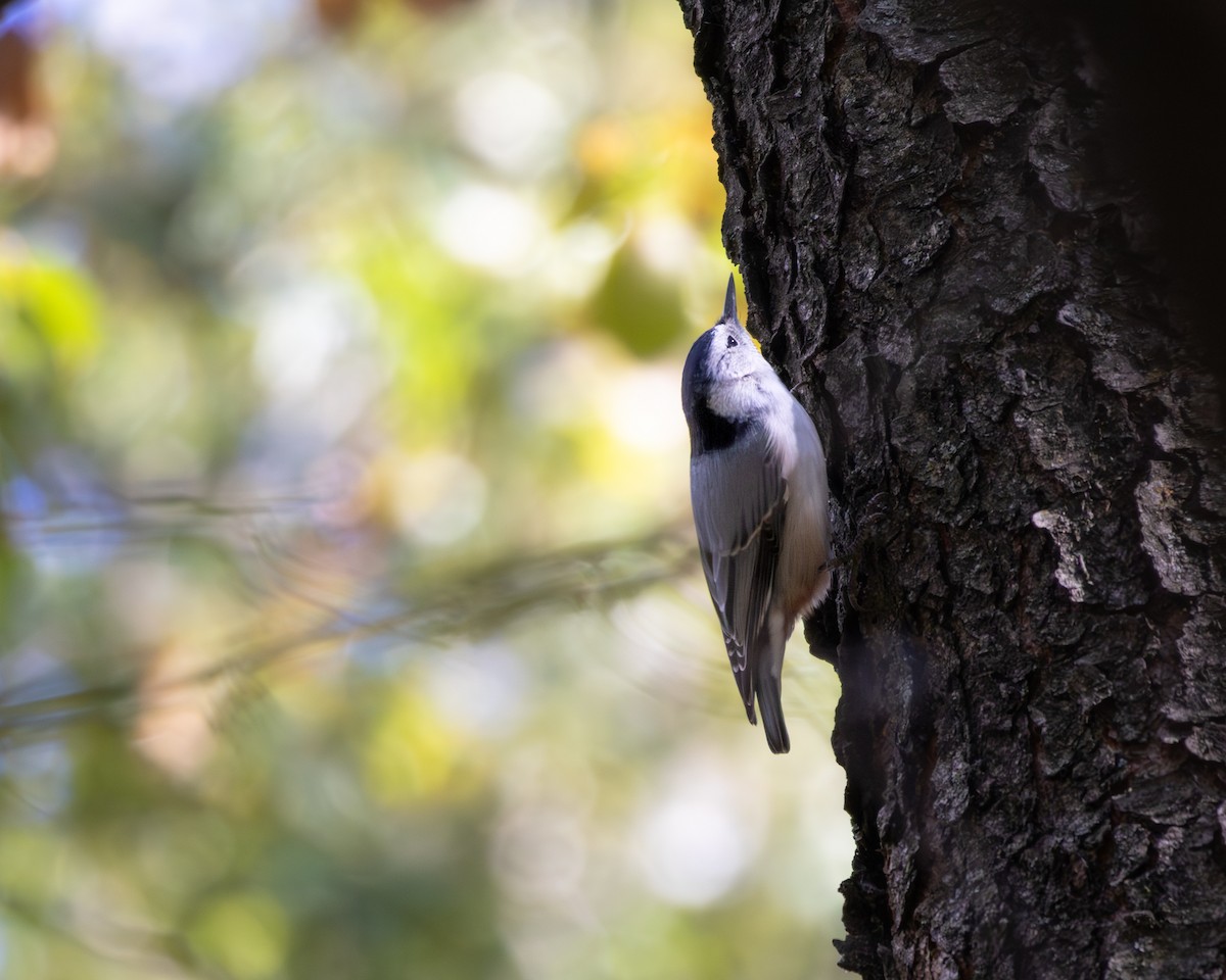 White-breasted Nuthatch - ML644926446