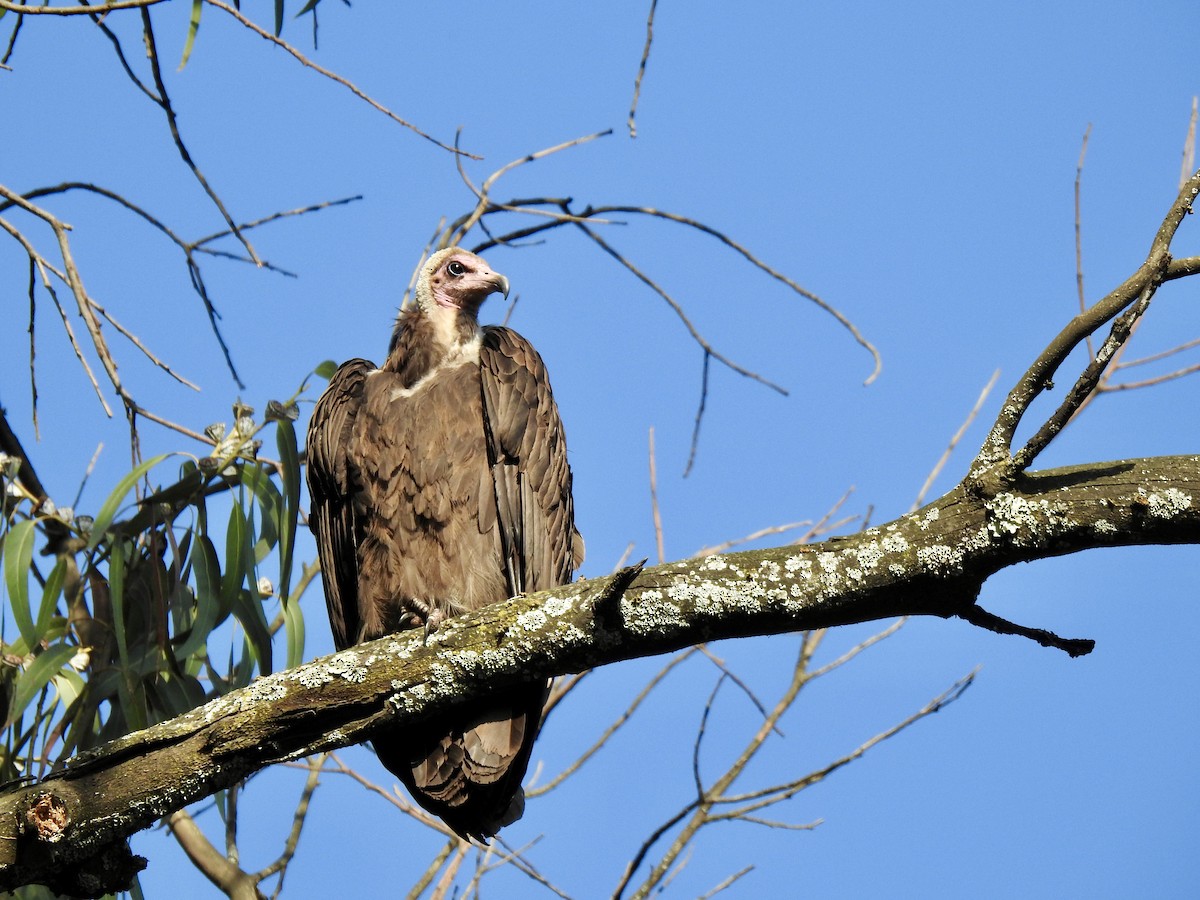 Бурый стервятник - ML644926450
