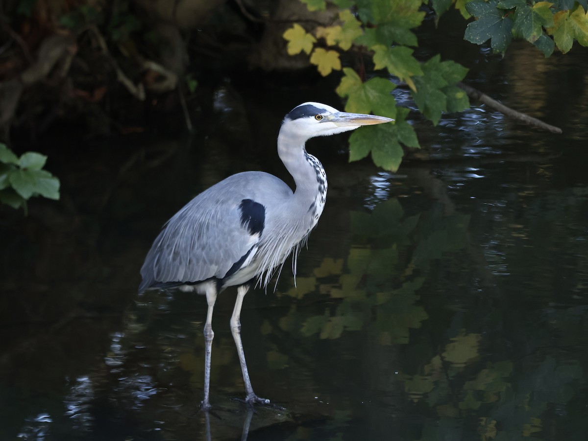 Gray Heron - ML644926451