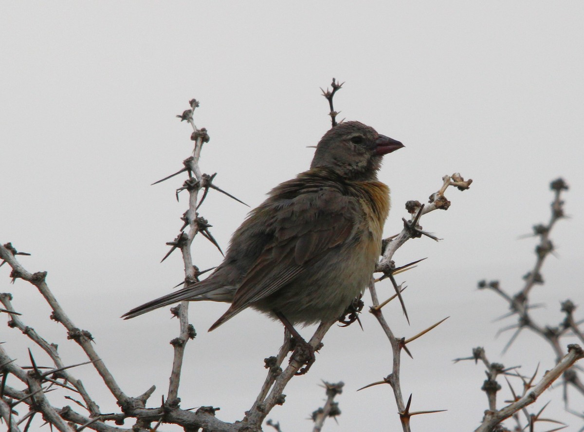Gray-hooded Sierra Finch - ML644926459