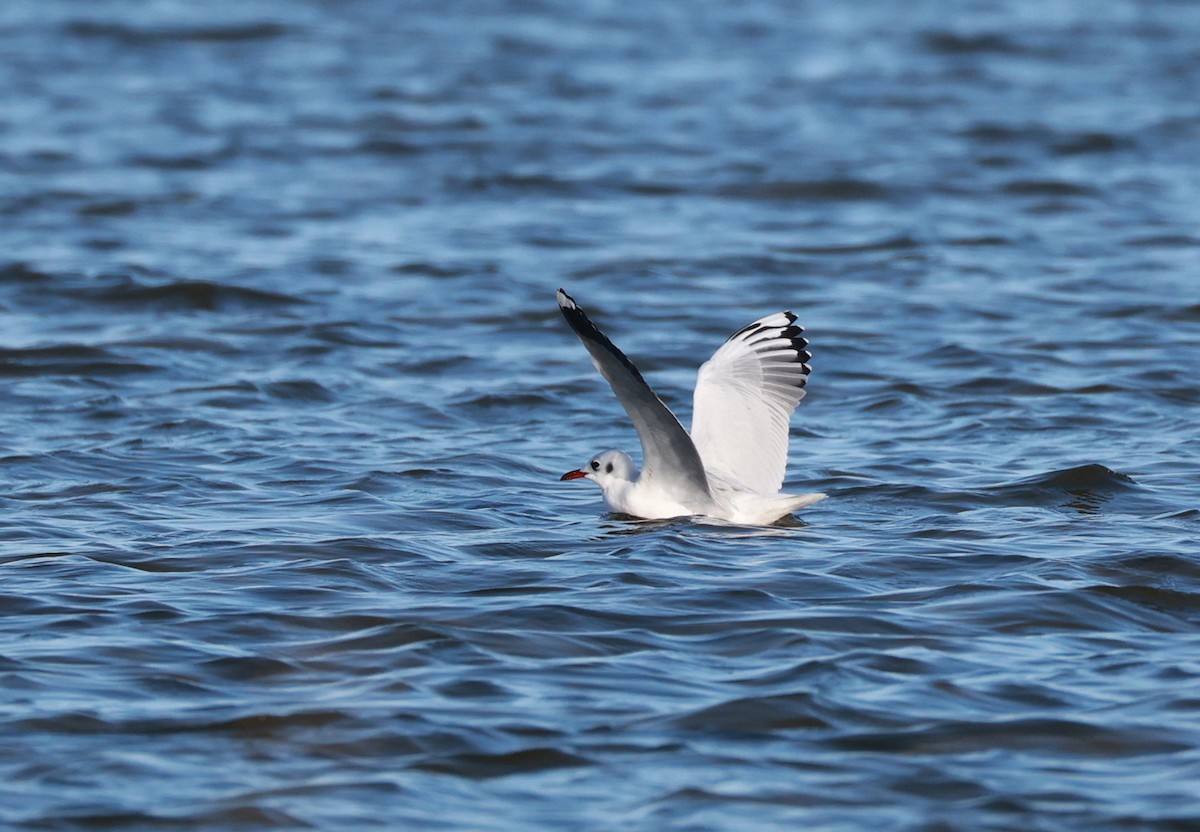 Brown-hooded Gull - ML644926472