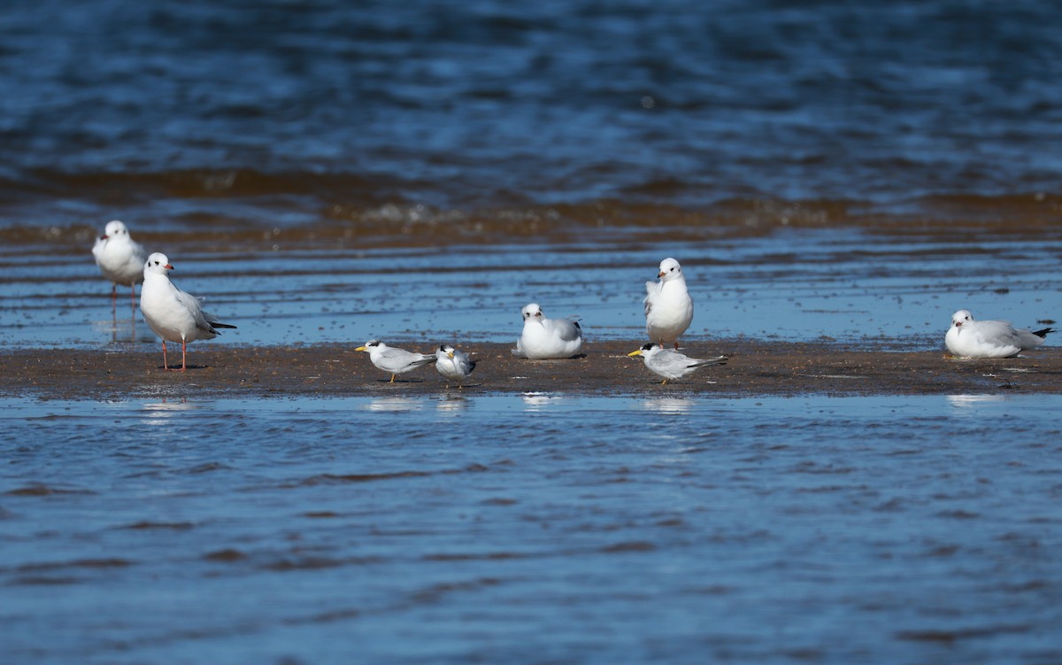 Brown-hooded Gull - ML644926473