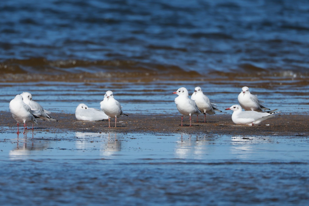 Brown-hooded Gull - ML644926474