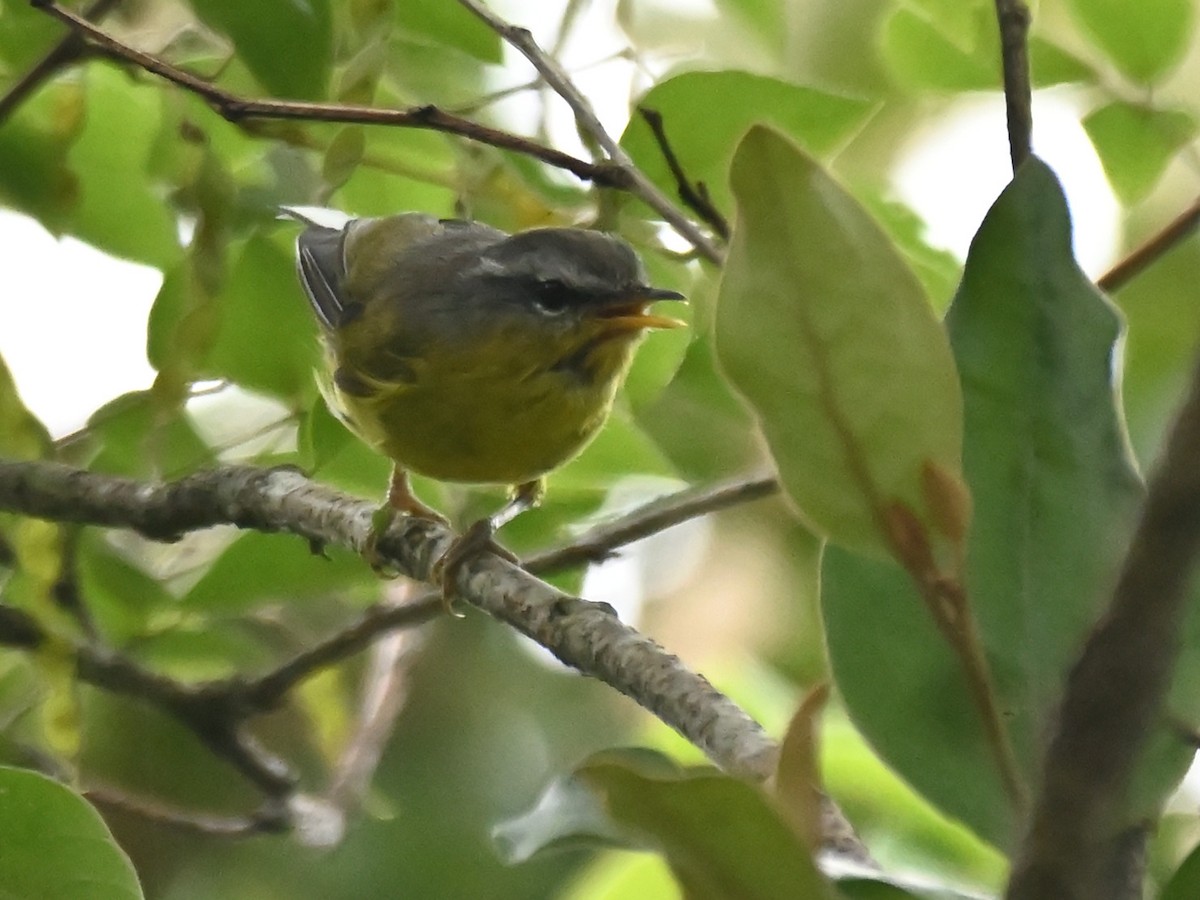 budníček šedohlavý - ML644926487