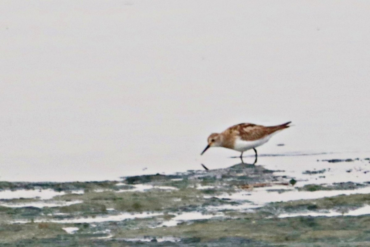Baird's Sandpiper - ML644926495