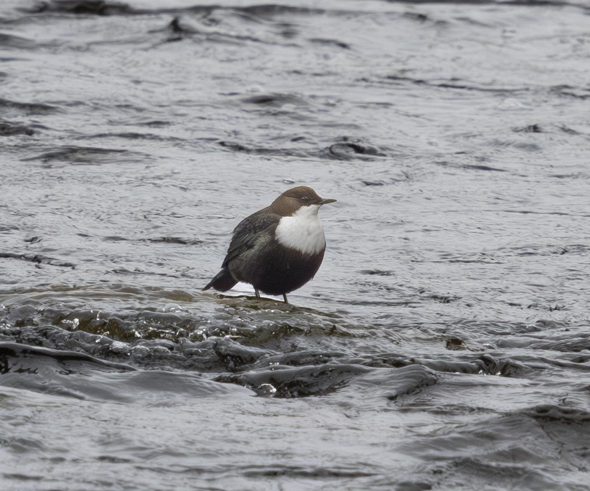 אמודאי הנחלים - ML644926499