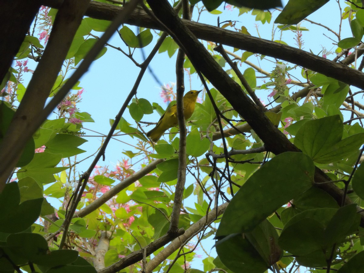 Northern Yellow Warbler - ML644926509