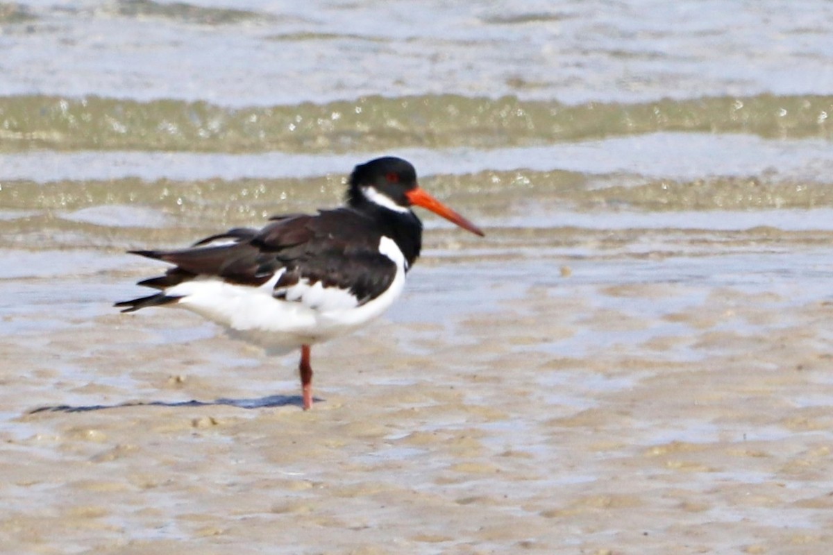 Eurasian Oystercatcher - ML644926524