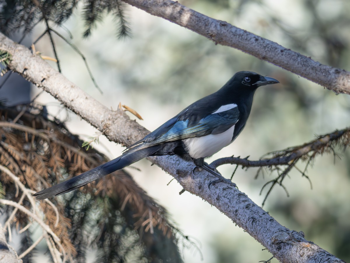 straka americká - ML644926530