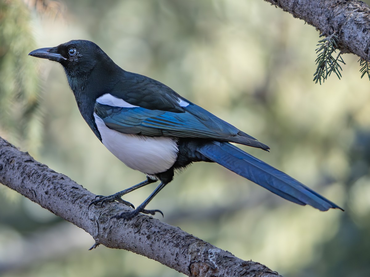 straka americká - ML644926532