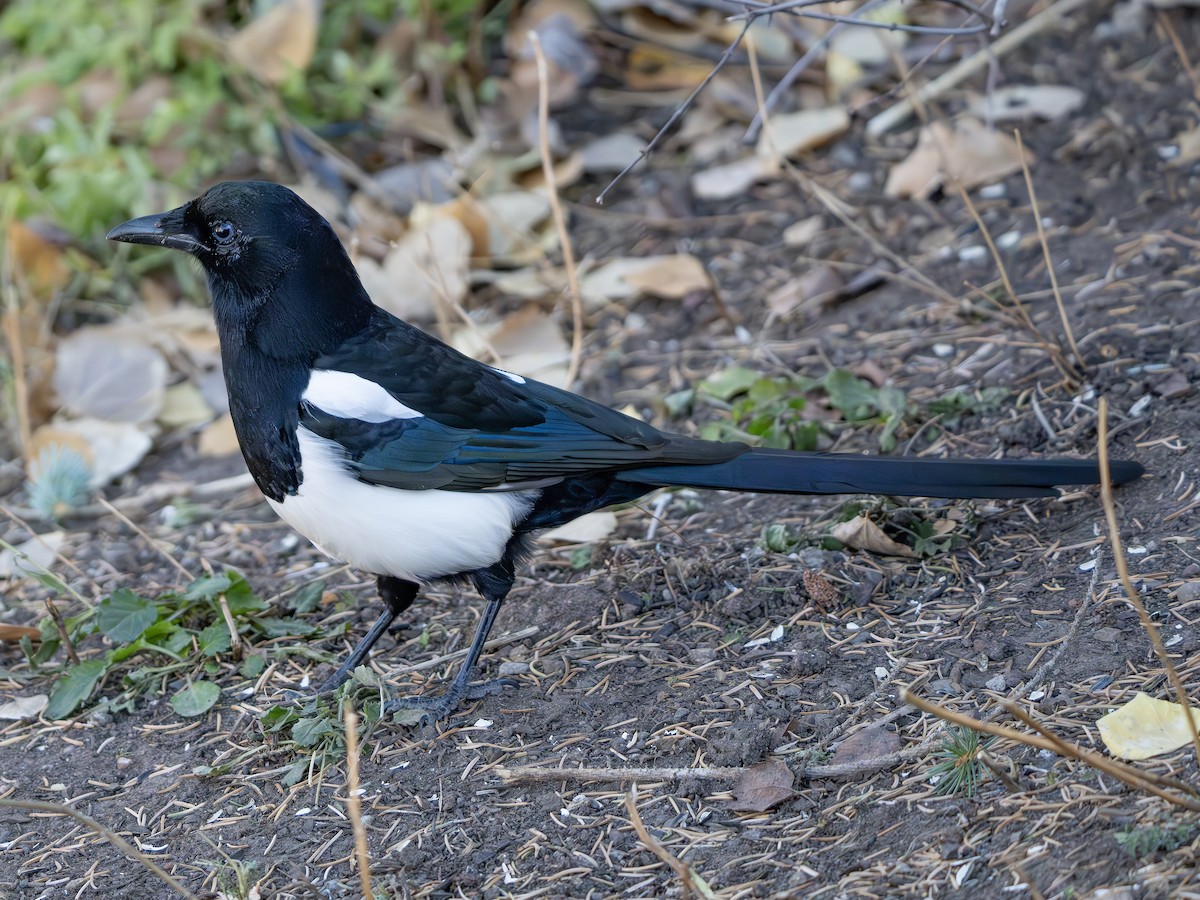 straka americká - ML644926533