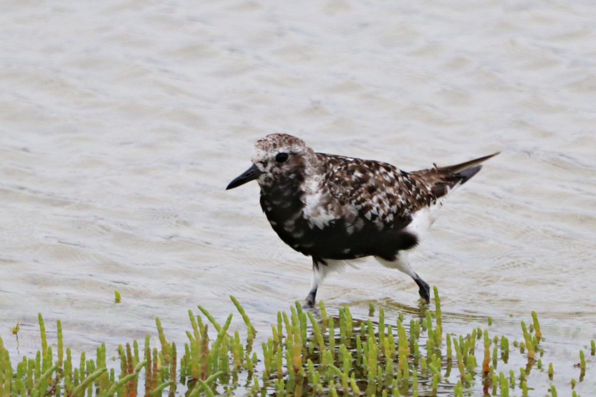 Black-bellied Plover - ML644926535