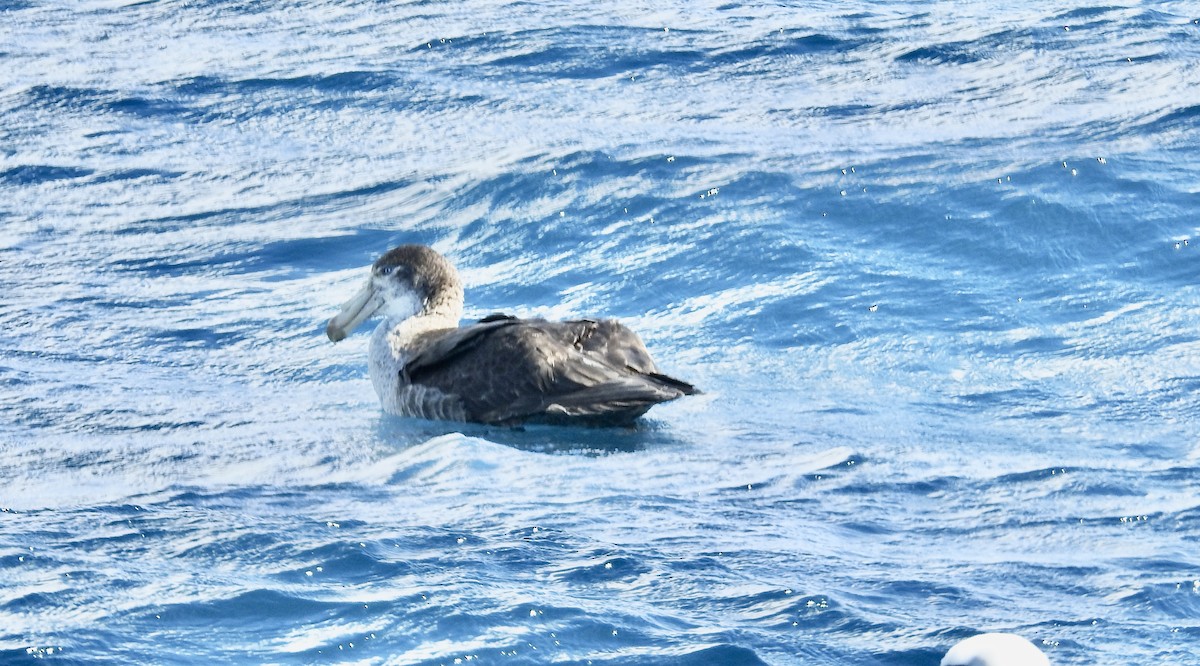 Northern Giant-Petrel - ML644926549