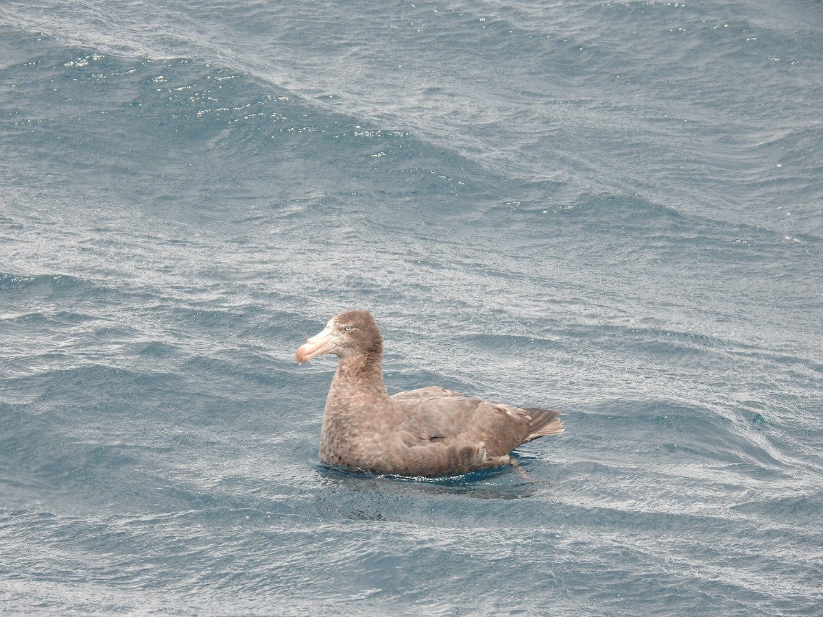 Northern Giant-Petrel - ML644926550