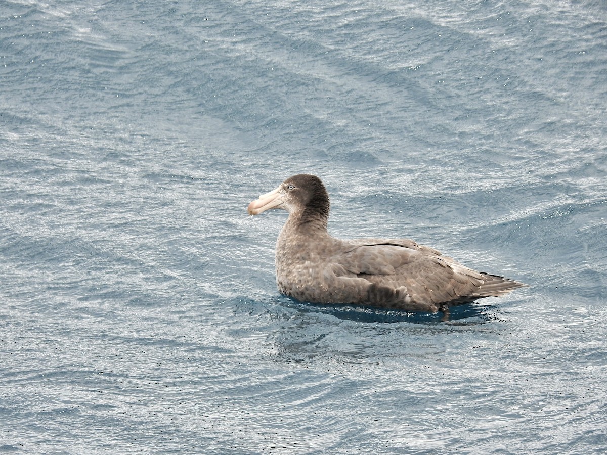Northern Giant-Petrel - ML644926556