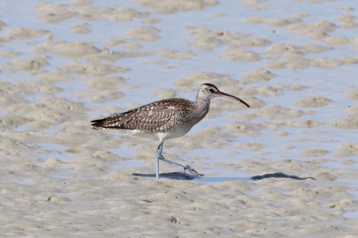 Eurasian Whimbrel - ML644926558
