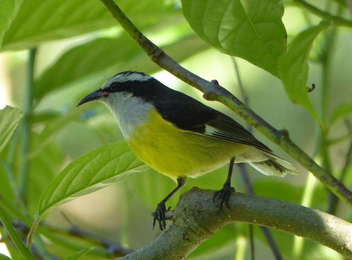 Bananaquit - ML644926570