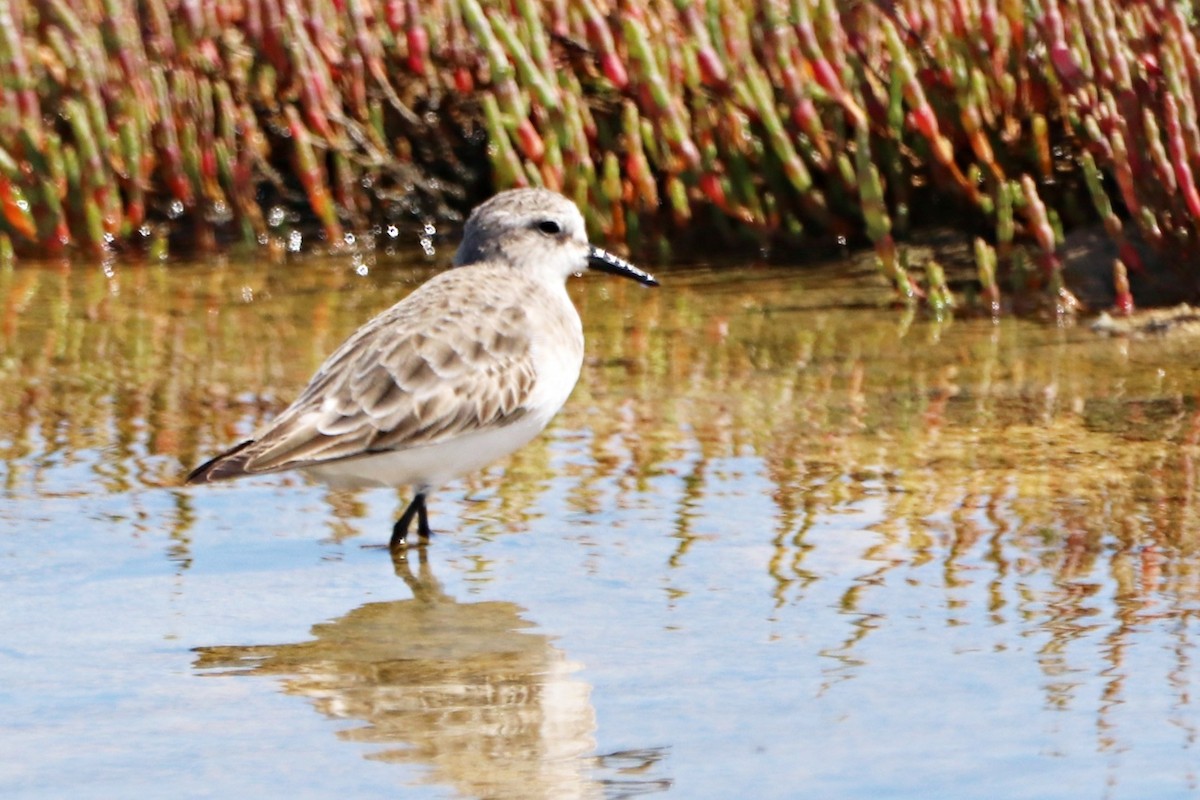 Little Stint - ML644926574