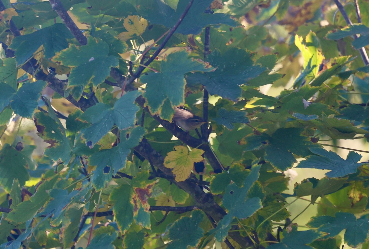 עלווית כהה - ML644926581