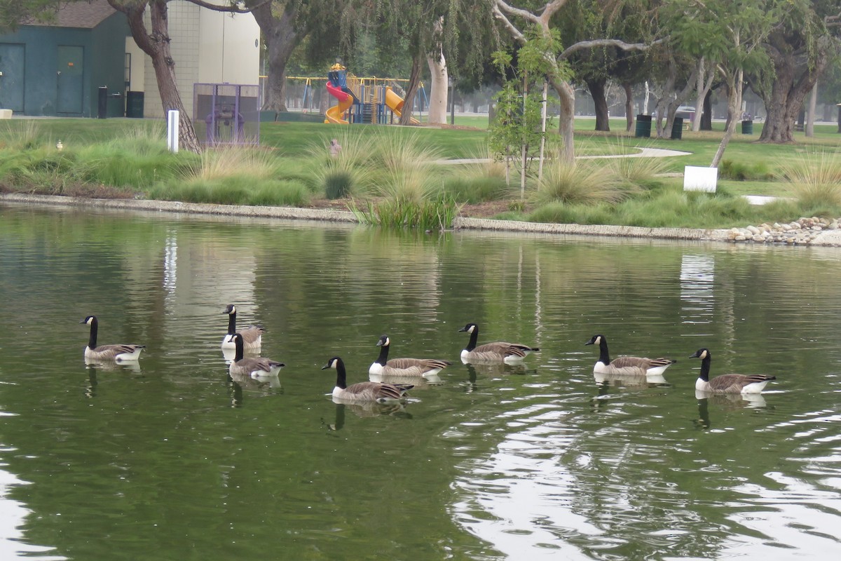 Canada Goose - ML644926583