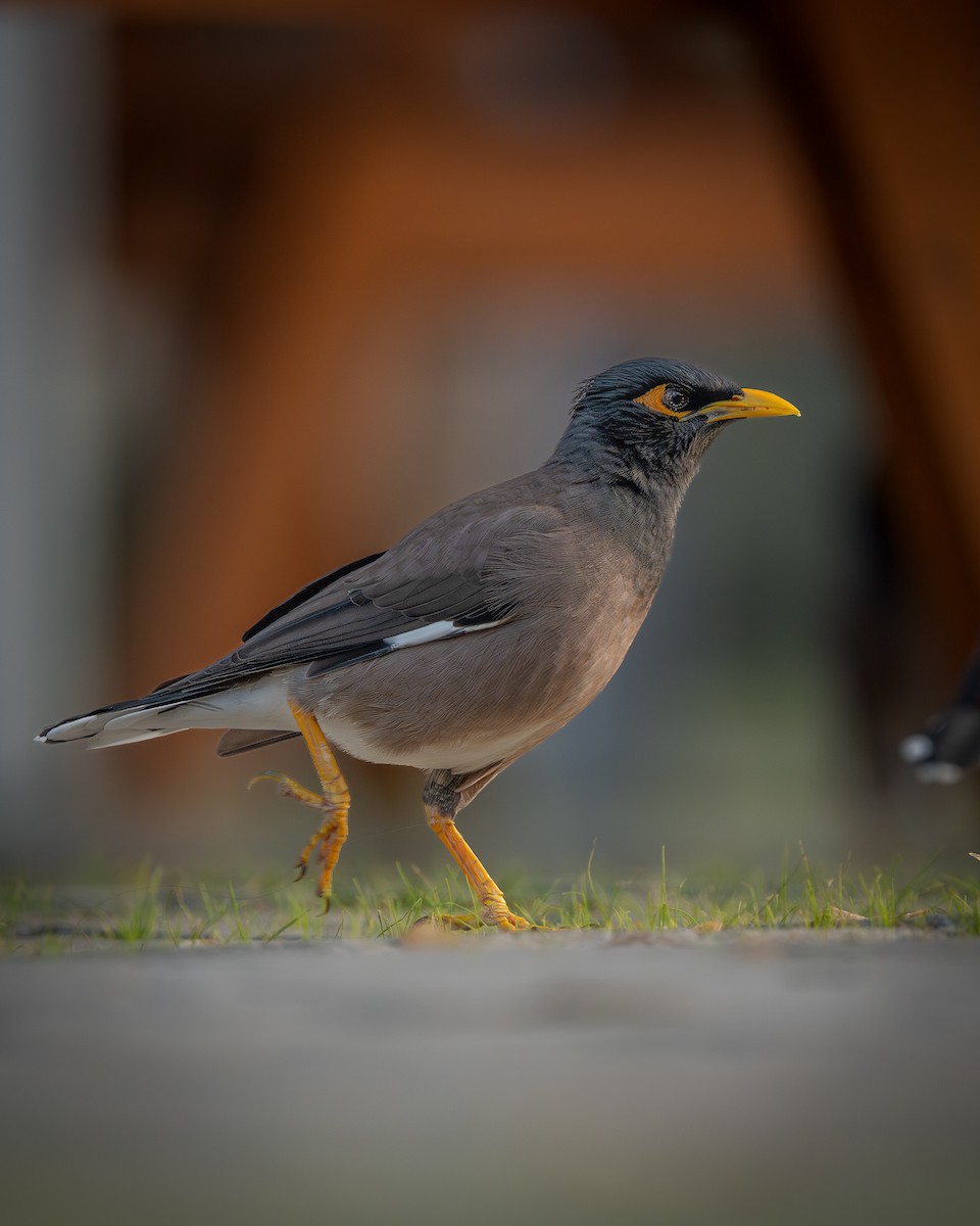 Common Myna - ML644926586