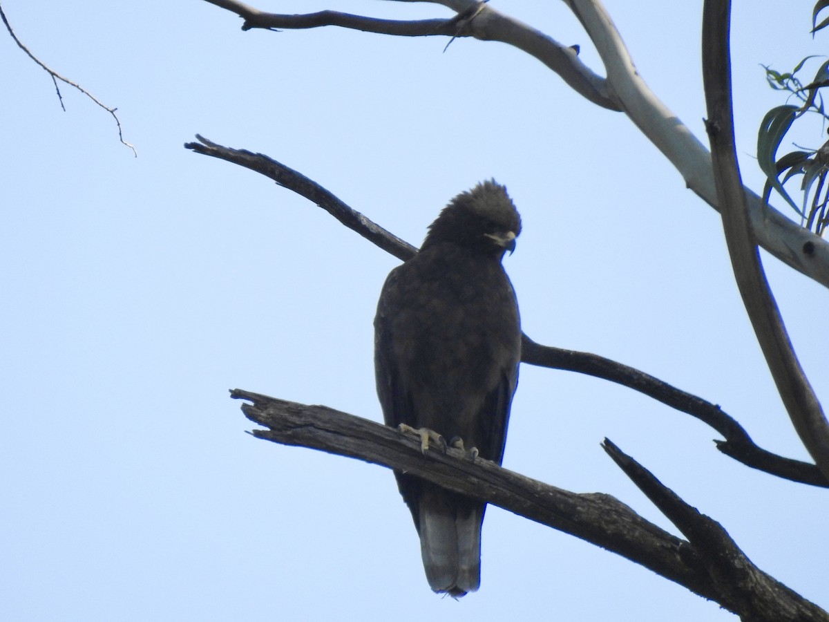 Серебристый орёл-карлик - ML644926589