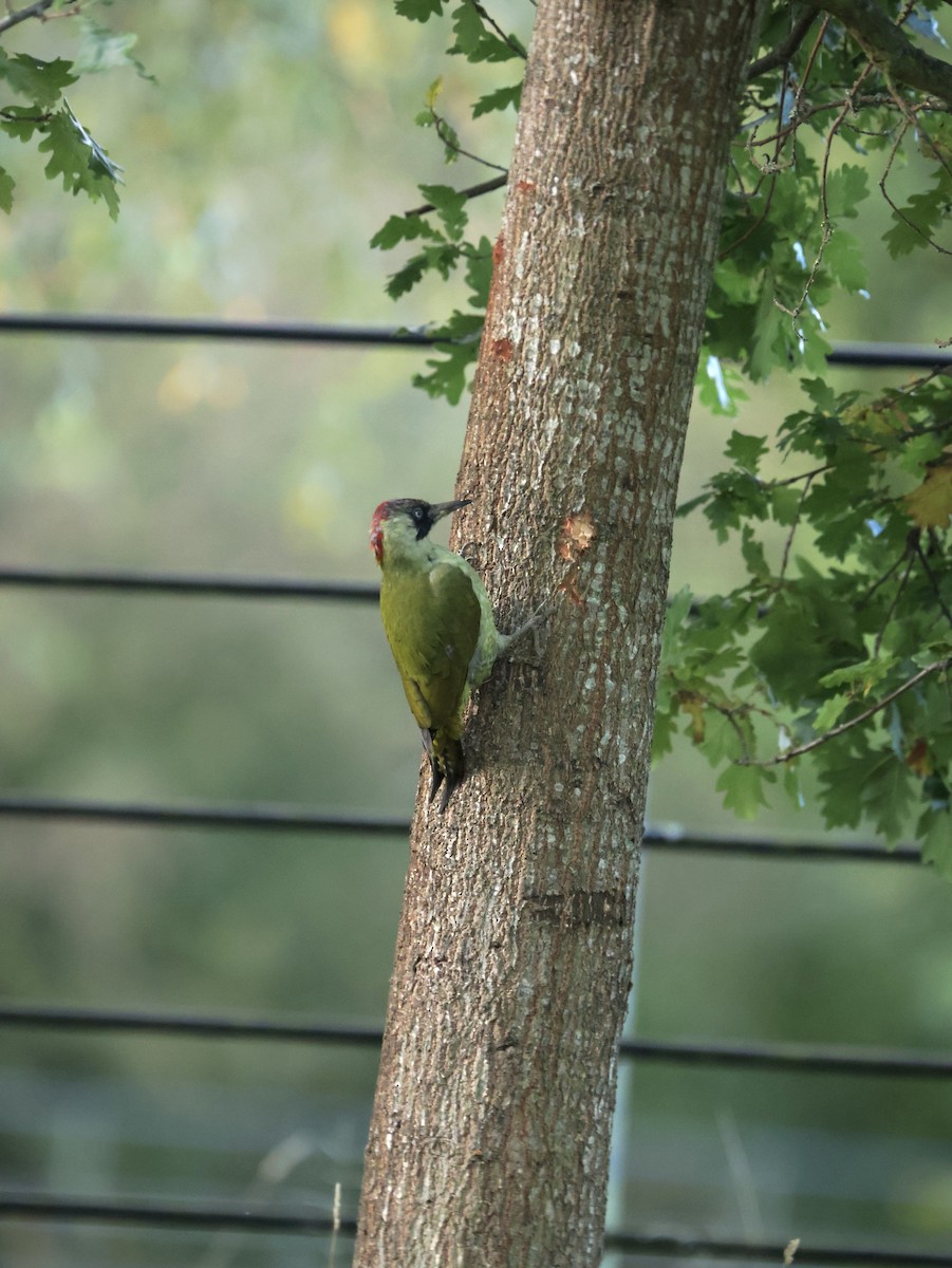 Eurasian Green Woodpecker - ML644926616