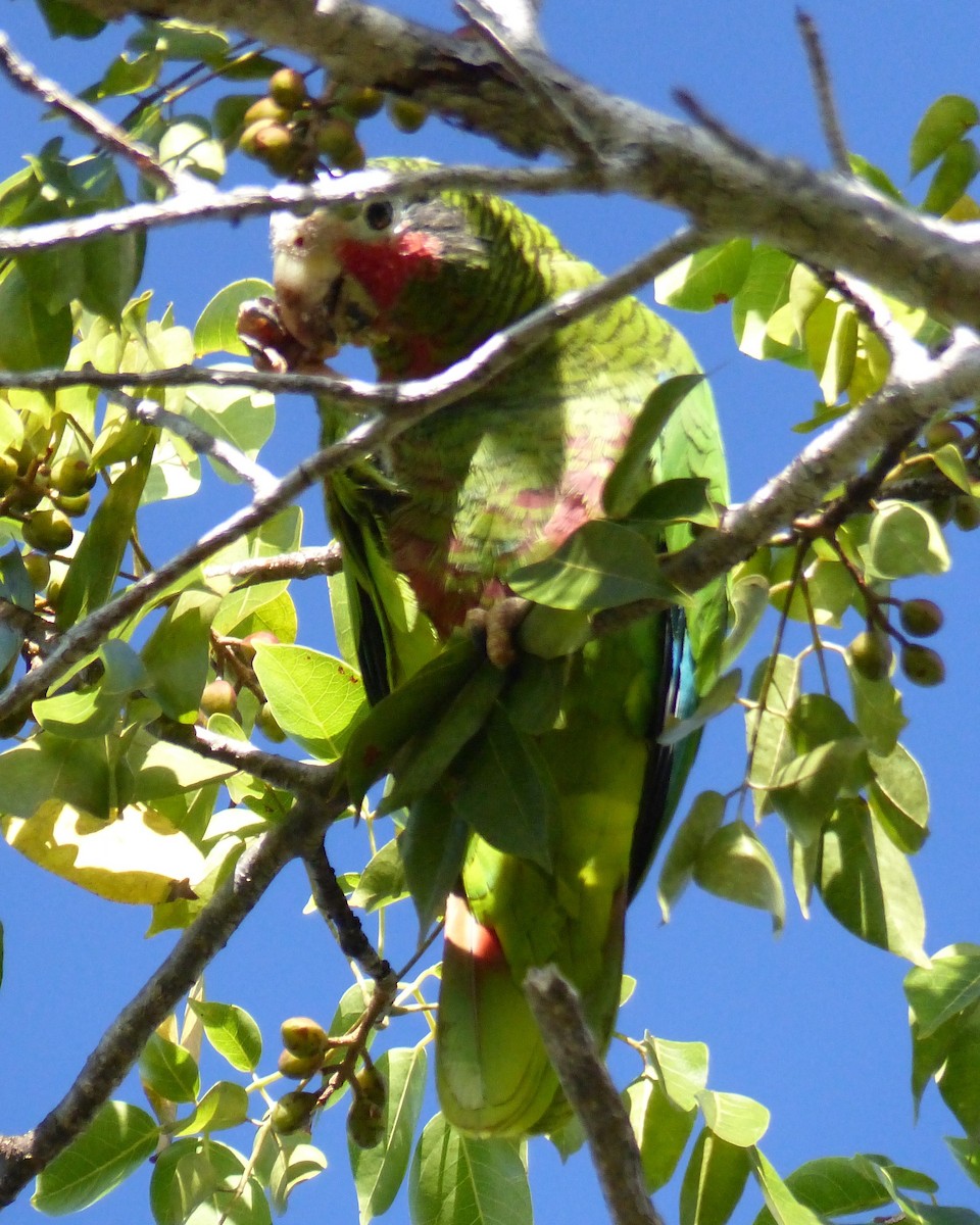 Amazone de Cuba - ML644926618