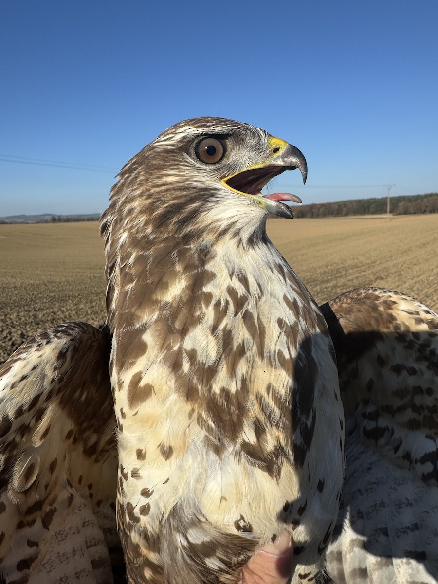 Common Buzzard - ML644926630