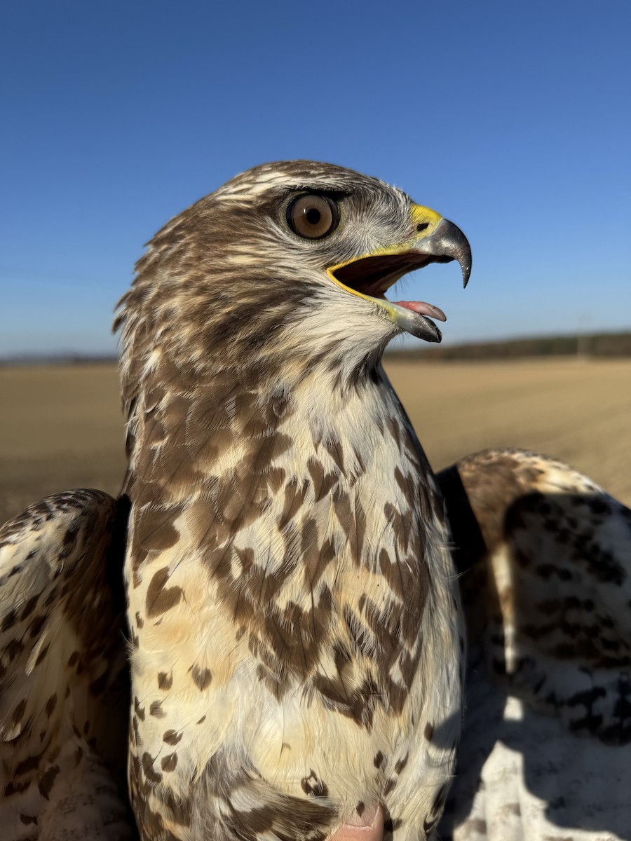 Common Buzzard - ML644926631