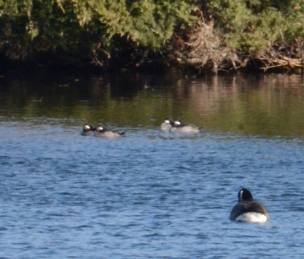 Гоголь-головастик - ML644926633