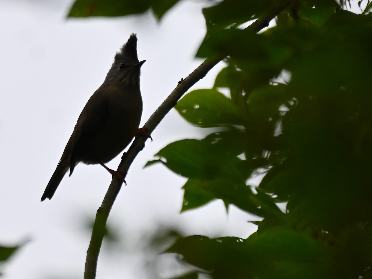 Stripe-throated Yuhina - ML644926644