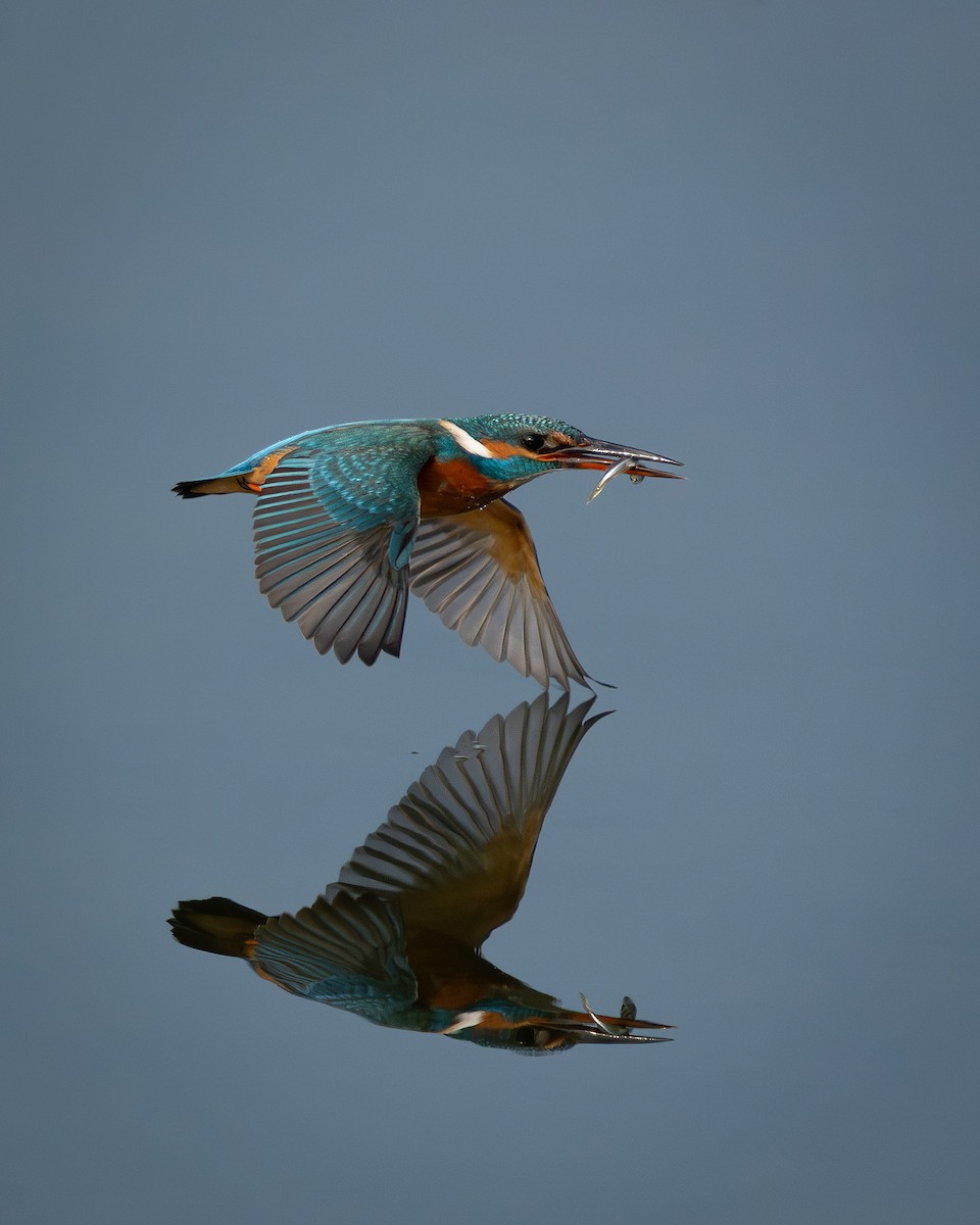 Common Kingfisher - ML644926647