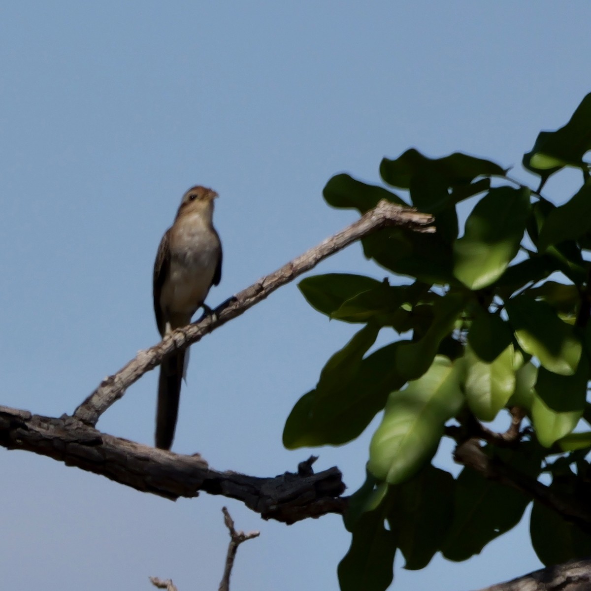 Striped Cuckoo - ML644926655