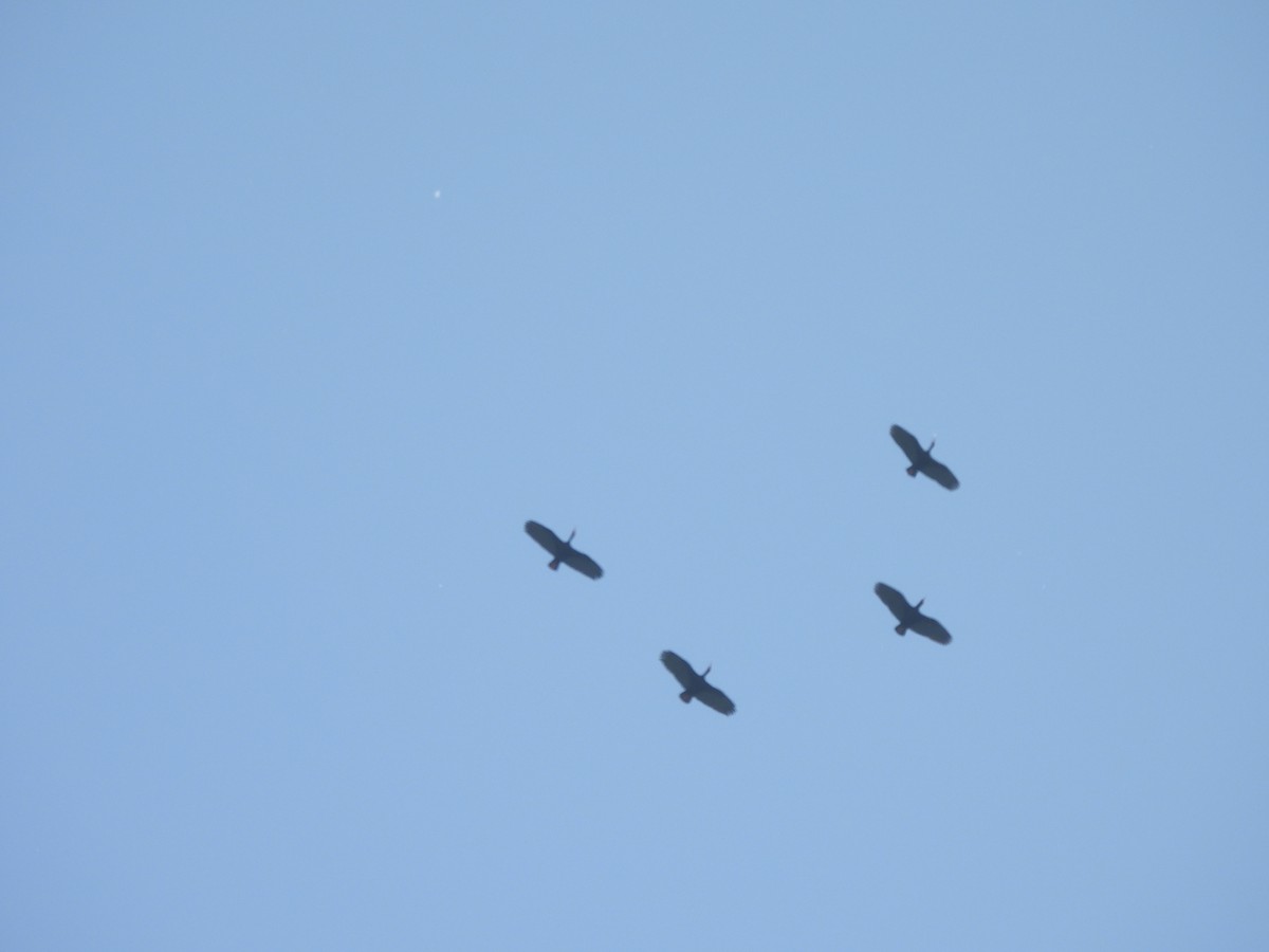 Bare-faced Ibis - ML644926658